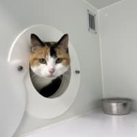 Photo of Shamrock