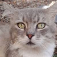 Photo of Mishka