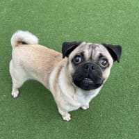 Photo of Pugsley