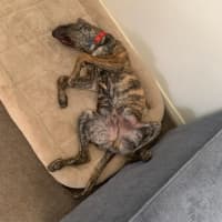 Photo of Buzz   9 Month Old Mixed Breed