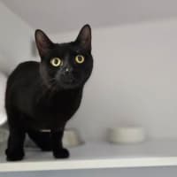 Photo of Zorro