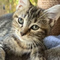 Photo of Daisy   In Foster Care In Cranbourne