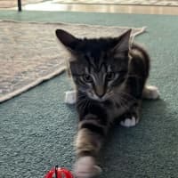 Photo of Marble & Pebbles 