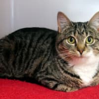 Photo of Vanilla Sta012887