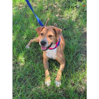 Photo of Sage *$350 Adoption Fee*