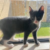 Photo of Zorro