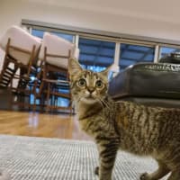 Photo of Eddy   In Foster Care In Ashburton