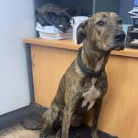 Photo of Uma (Lollie)