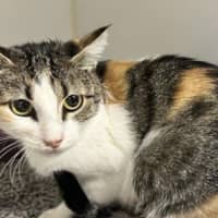 Photo of Sugar