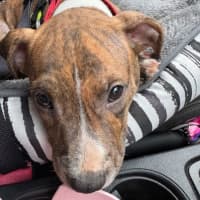 Photo of Cookie   6 Month Old Staffy X Ridgeback