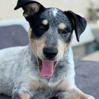 Photo of Locki