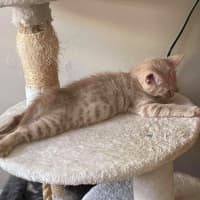 Photo of Fergus