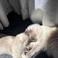 Photo of Milo