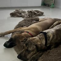 Photo of Whippy   5 Month Old Rhodesian Ridgeback X
