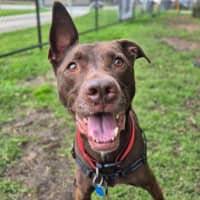 Photo of Apollo