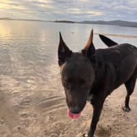 Photo of Lulu   7 Year Old Kelpie X