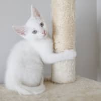 Photo of Lily