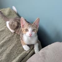 Photo of Marmalade