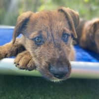 Photo of D1136 Jasper