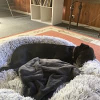 Photo of Shadow