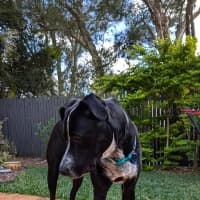 Photo of Frankie
