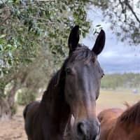 Photo of Gatsby