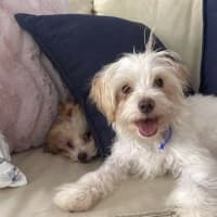 Photo of Arthur   6 Month Old Yorkshire Terrier X Poodle
