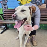 Photo of Ranger! ☮️🕊