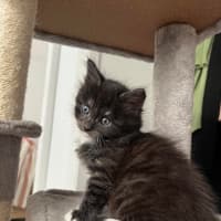 Photo of Cookie