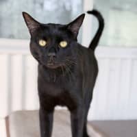 Photo of Vinnie