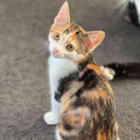 Photo of Scarlett ❤️ Meet Me At Petstock Hastings 23/3