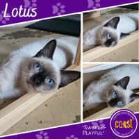 Photo of Lotus
