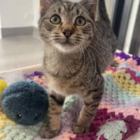Photo of Pippin