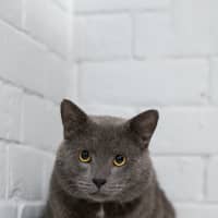 Photo of Jj