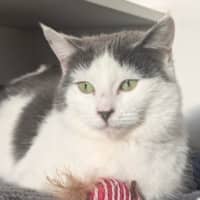 Photo of Courgette