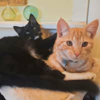 Photo of Jackson & Malakai   Located In Albert Park