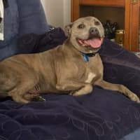 Photo of Riley