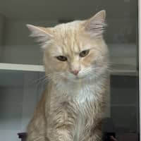 Photo of Cheddar