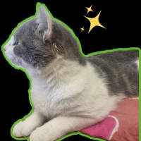 Photo of Chatterbox Aka "Chatty"