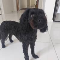 Photo of Sherlock And Willow Picton