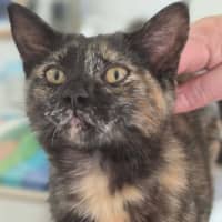 Photo of Tulip   In Foster Care In Healesville