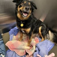 Photo of Millie (Was Gemma)