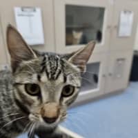Photo of Clover 