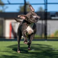 Photo of Versace Imp 1821