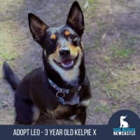Photo of Leo   3 Year Old Kelpie X Cattle Dog