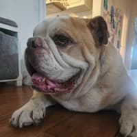 Photo of Roscoe   10 Year Old Bulldog (Trial 21/3)