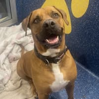 Photo of Dozer