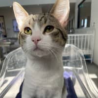 Photo of Benson