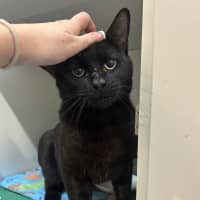 Photo of Gus Binx