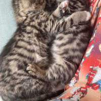 Photo of Camp Chair (Cc)